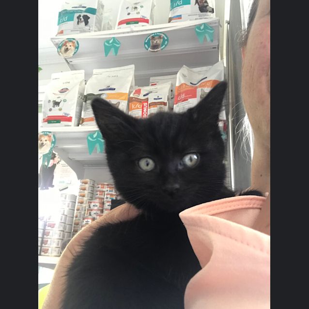 Photo of Josie