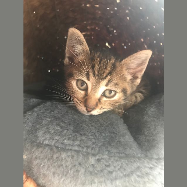 Photo of Olive