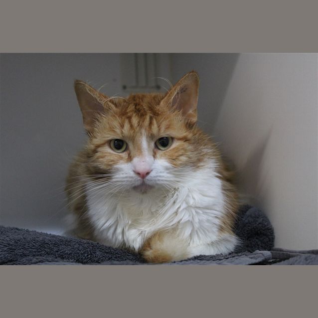 Photo of Samson