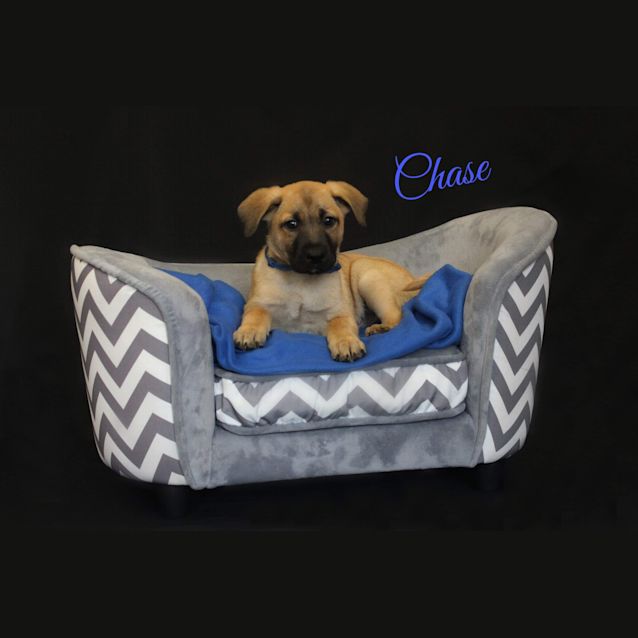 Photo of Chase 