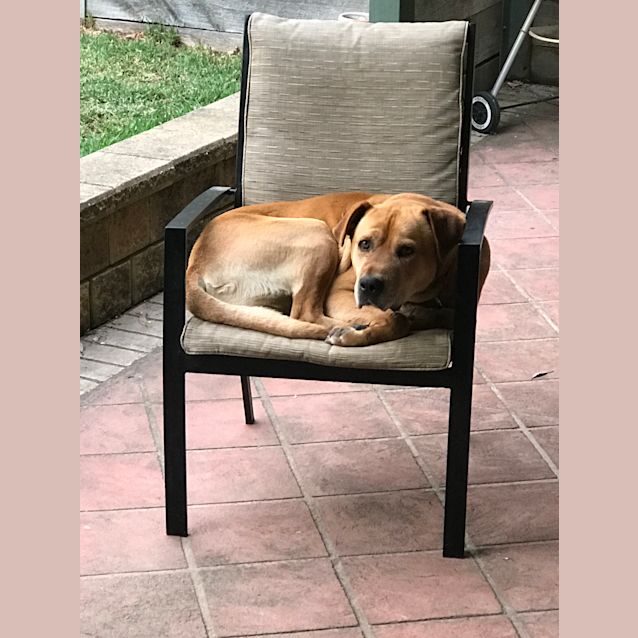 Photo of Bear