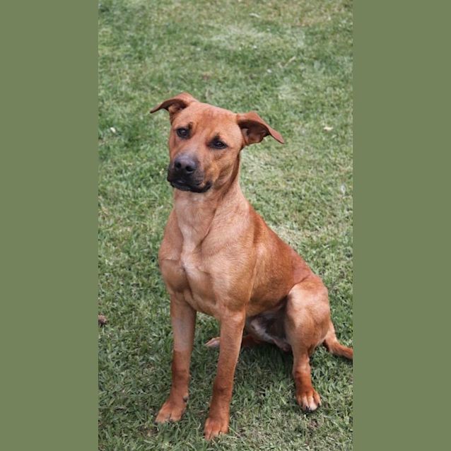 Photo of Loki🐶💚