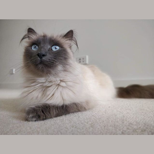 Photo of Meow 