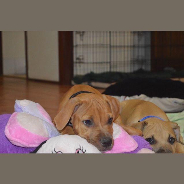 Photo of Neville D4009   Adoption Pending
