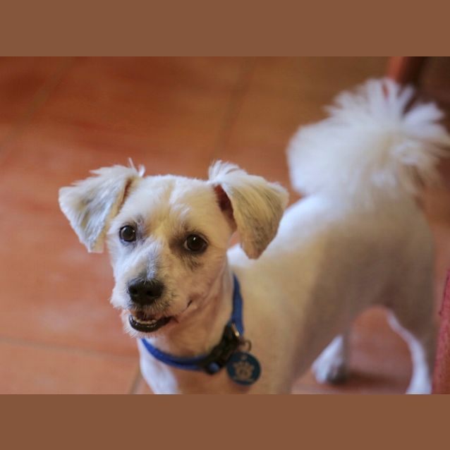 Photo of Grover D3997   Adoption Pending