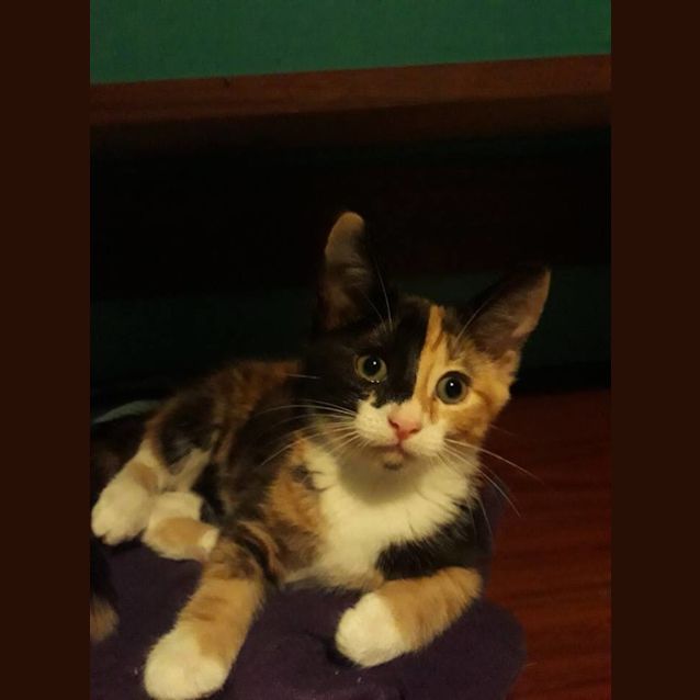 Photo of Nesryn 