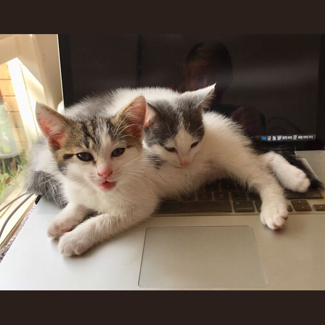 Photo of Billy The Kid Kitten! 