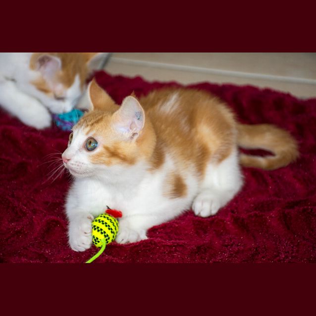 Photo of Zac ^^Dandy Cat Rescue^^