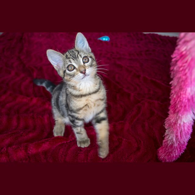 Photo of Nermal ^^Dandy Cat Rescue^^