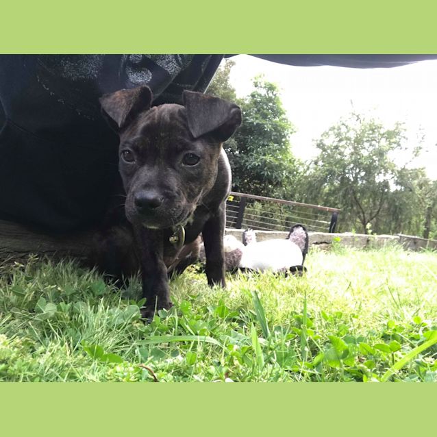Photo of Moro Aka Pinky