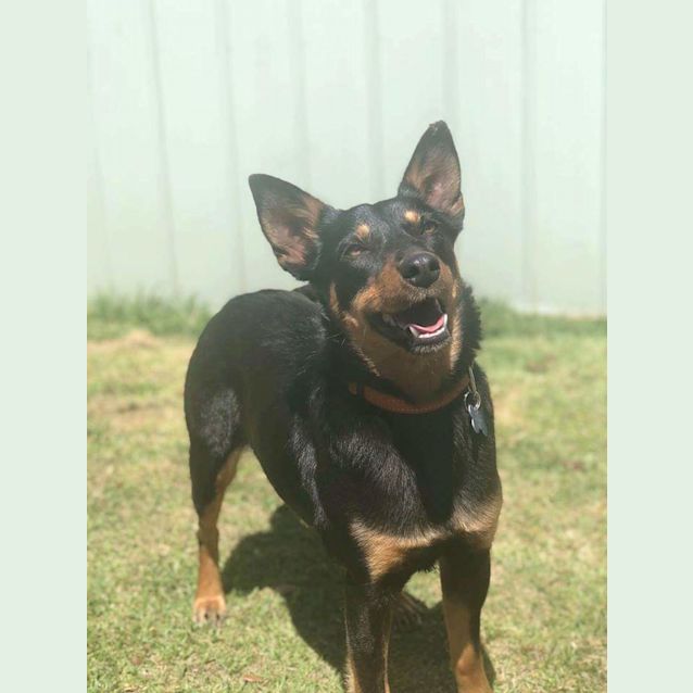 Photo of Ebony 