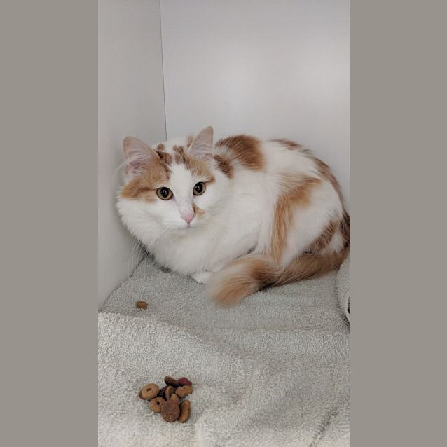 Photo of Beautiful Molly The Fluffy White & Ginger Girl Cat