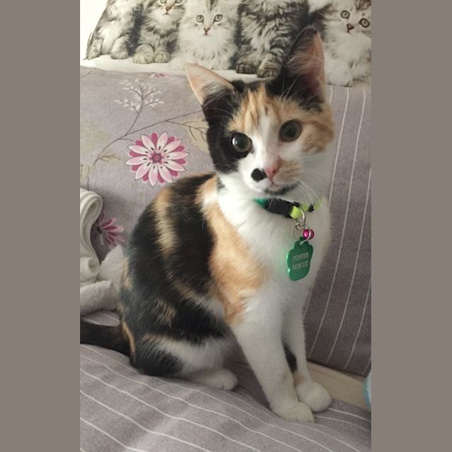 Photo of Coccinelle The Ladybug Kitten