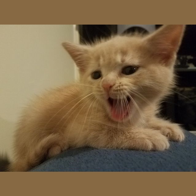 Photo of Niles