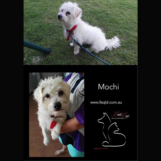 Photo of Mochi