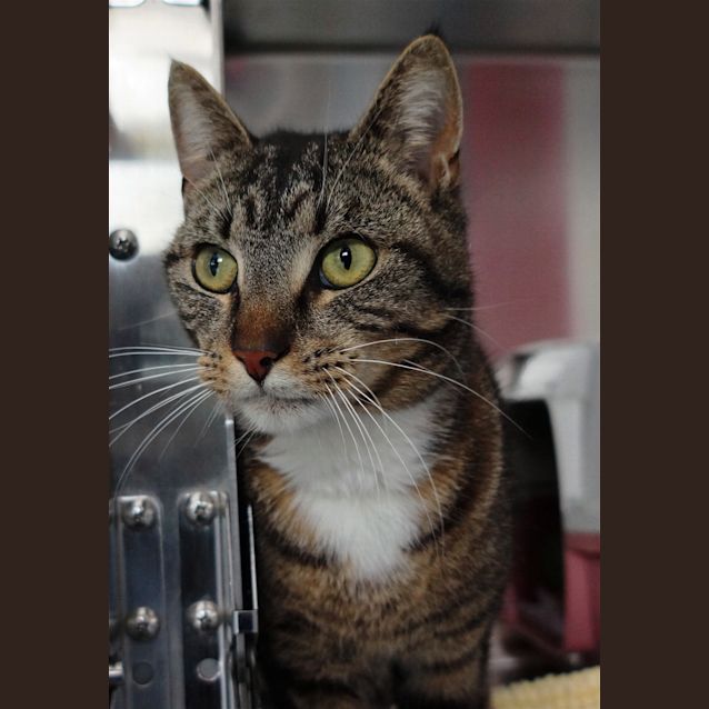 Photo of Tiger Puss