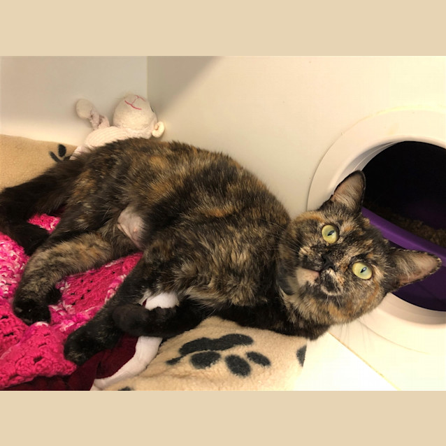 Photo of Juno