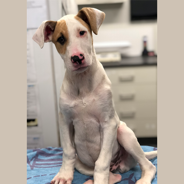 Photo of Casper