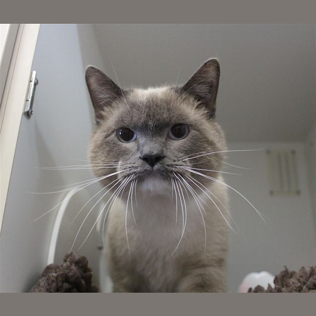 Photo of Simba