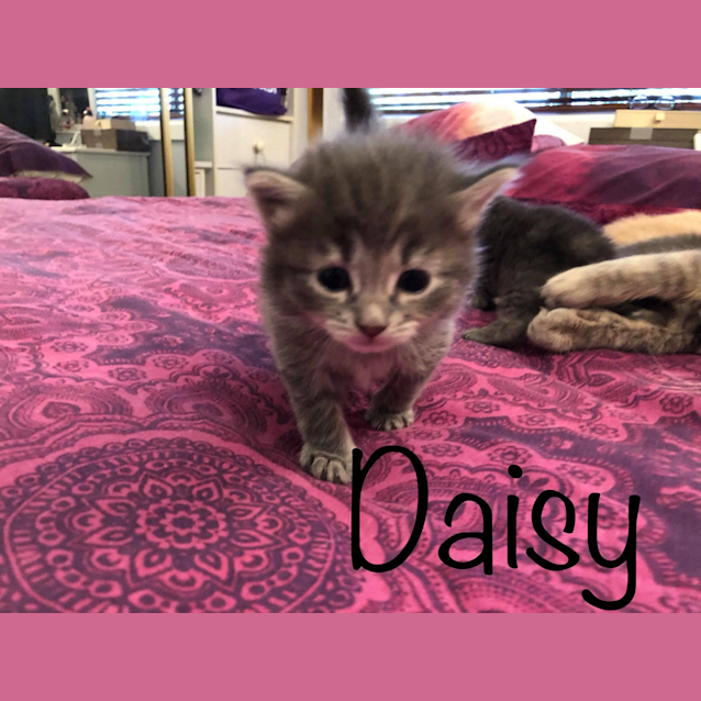 Photo of Daisy