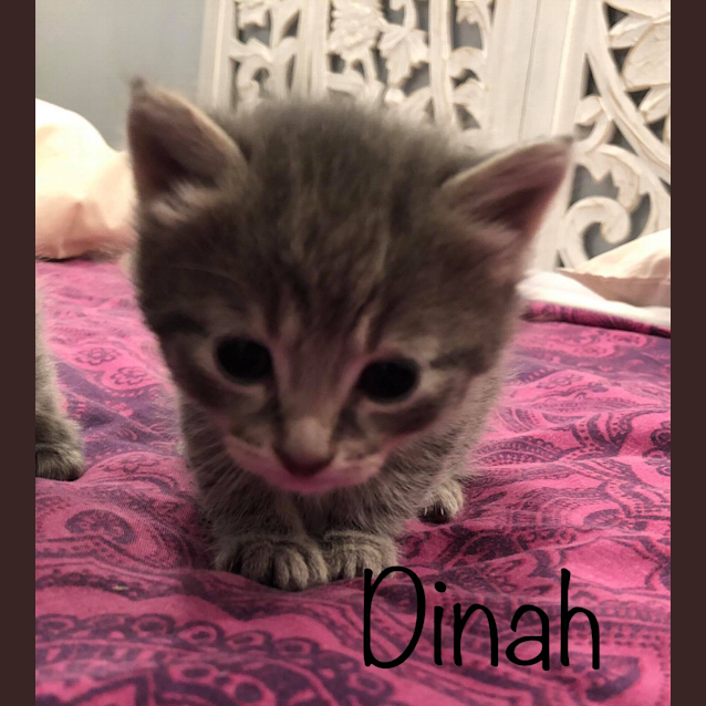 Photo of Dinah