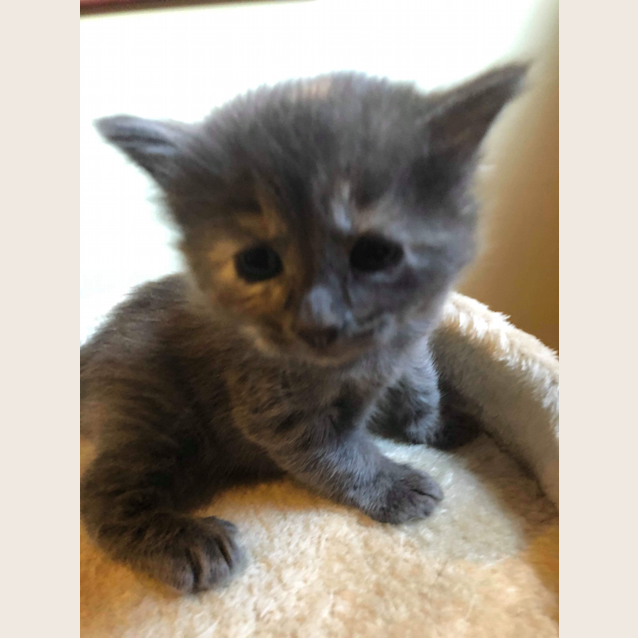 Photo of Dot
