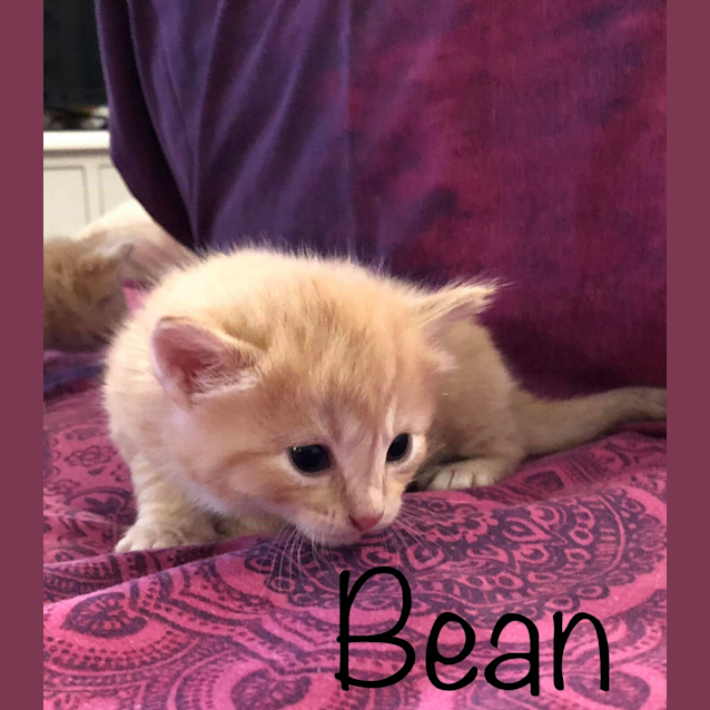 Photo of Bean
