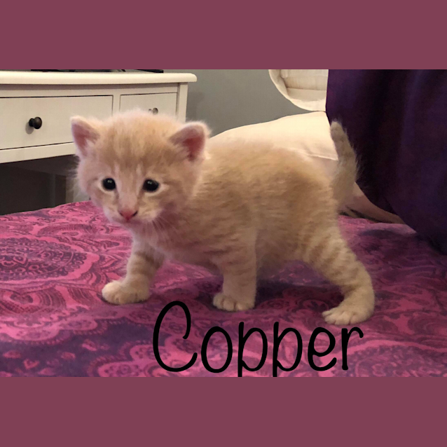 Photo of Copper