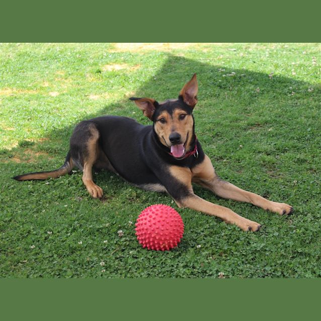Photo of Ralphie