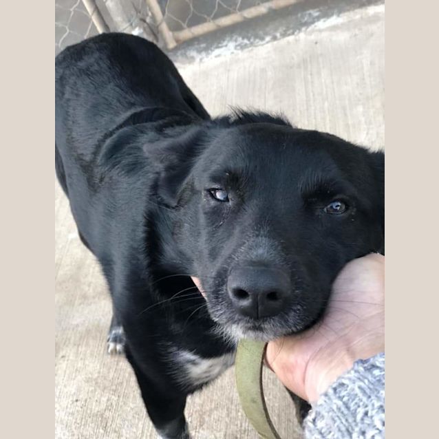 Photo of Decima... Cat, Dog And Child Friendly