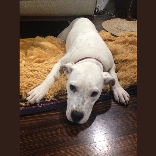 Photo of Spotty Dotty   Old Listing