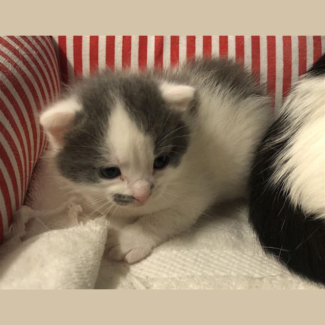 Photo of Pebbles