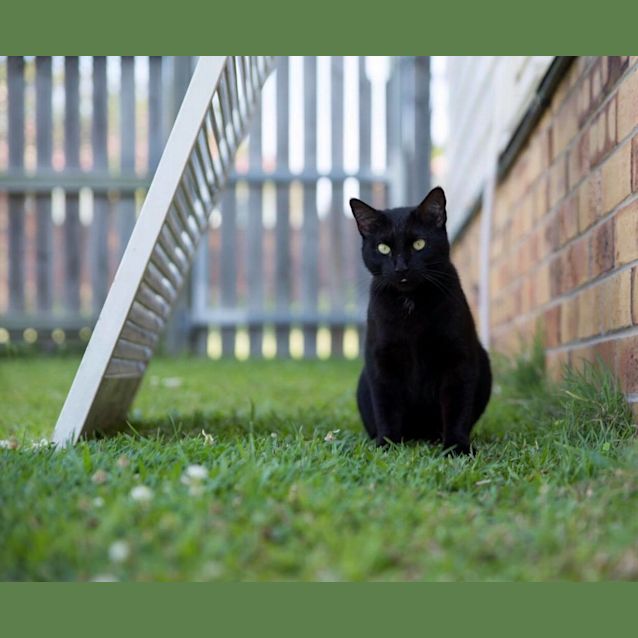 Photo of Pickles 