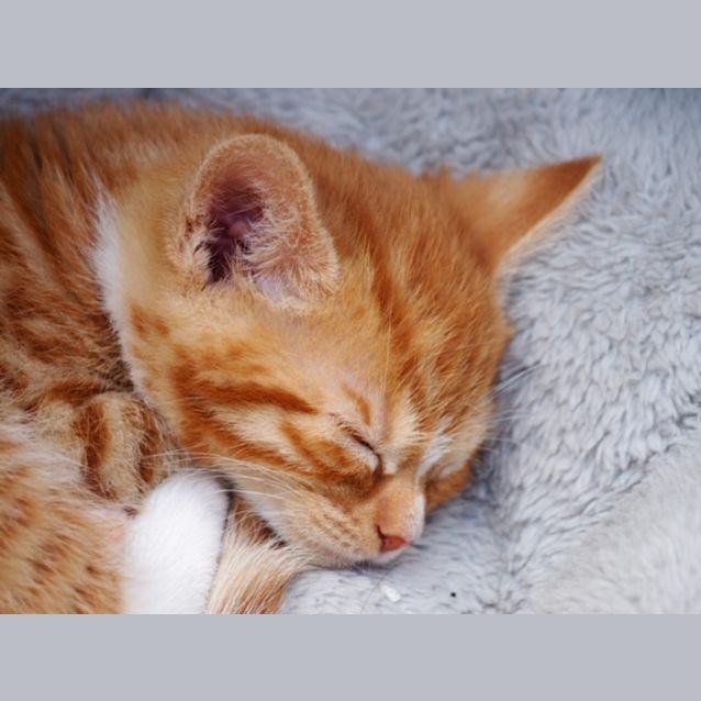 Photo of Hazel