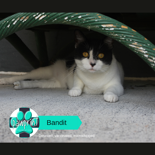 Photo of Bandit