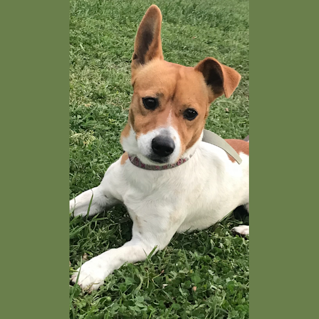 Photo of Oscar
