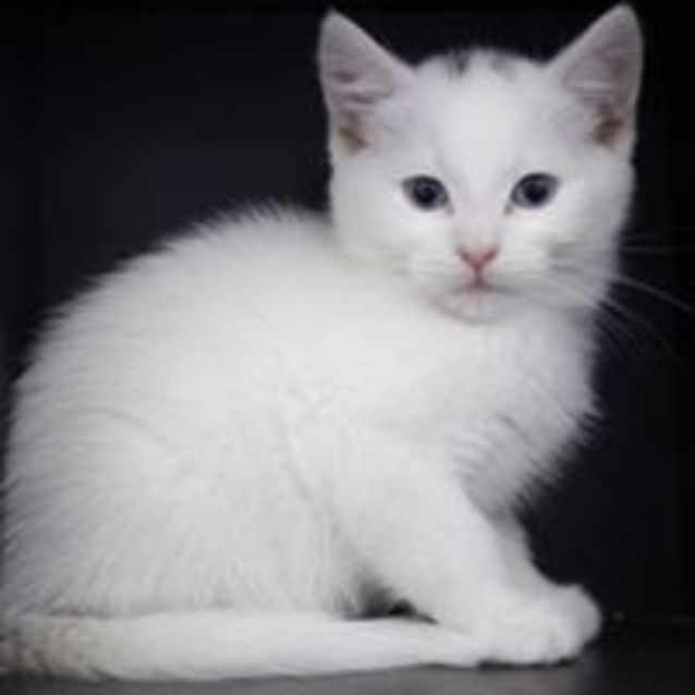 Photo of Sassy Jazzy