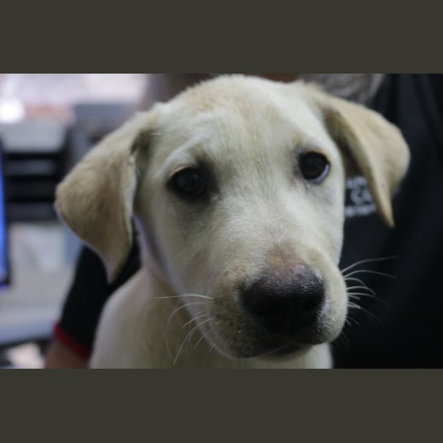 Photo of Marley