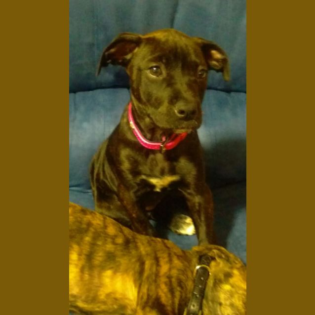 Photo of Saffron 
