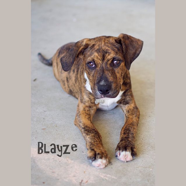 Photo of Blayze