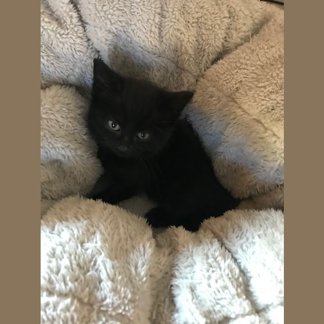 Photo of Pip