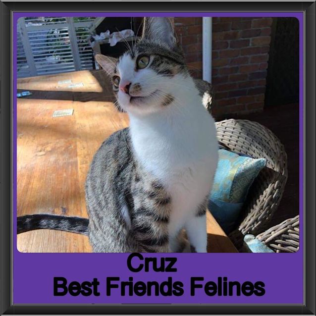 Photo of Cruz