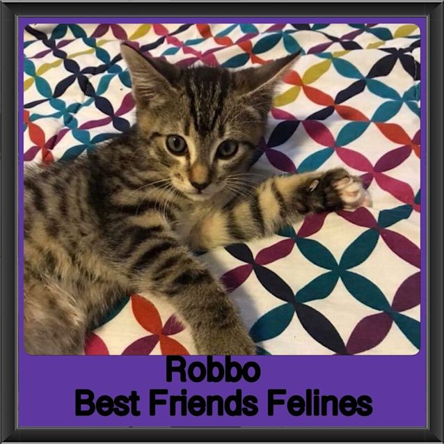 Photo of Robbo 