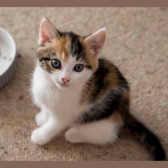 Photo of Pretty “Eleven” 