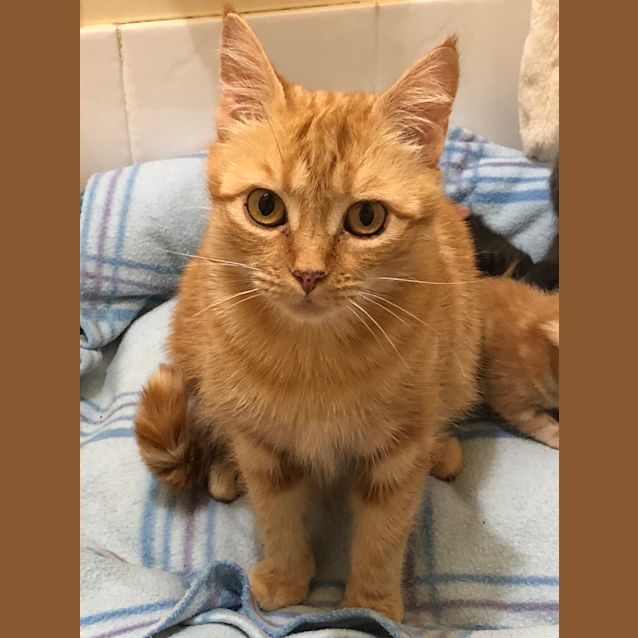 Photo of Saffy