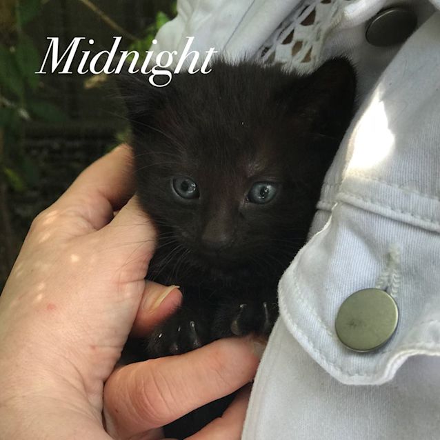 Photo of Midnight