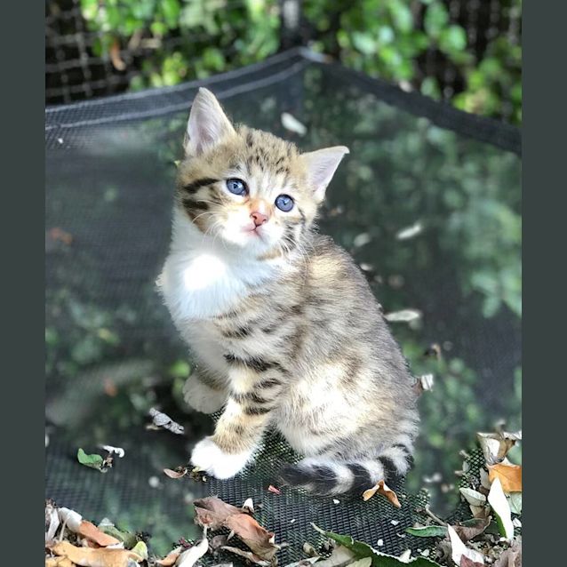 Photo of Kappa