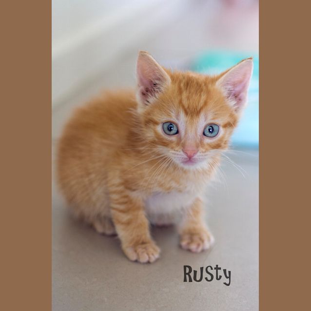 Photo of Rusty