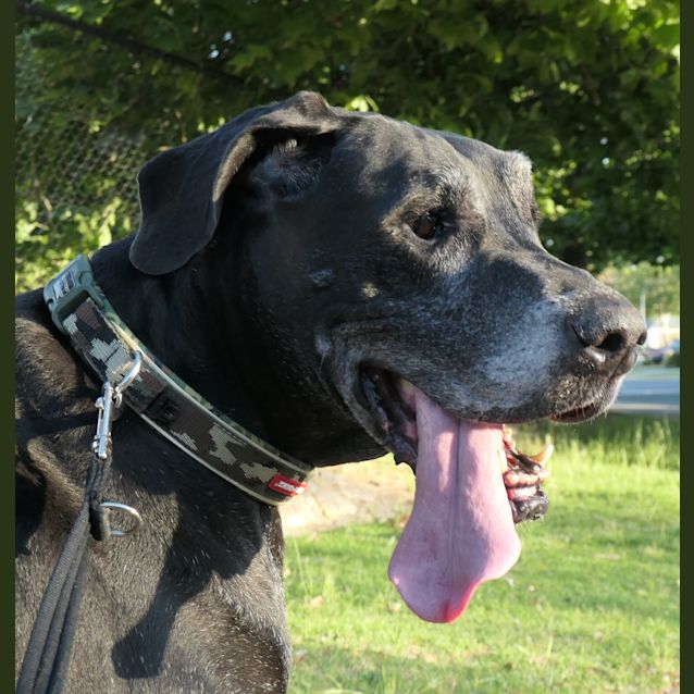Photo of Coco