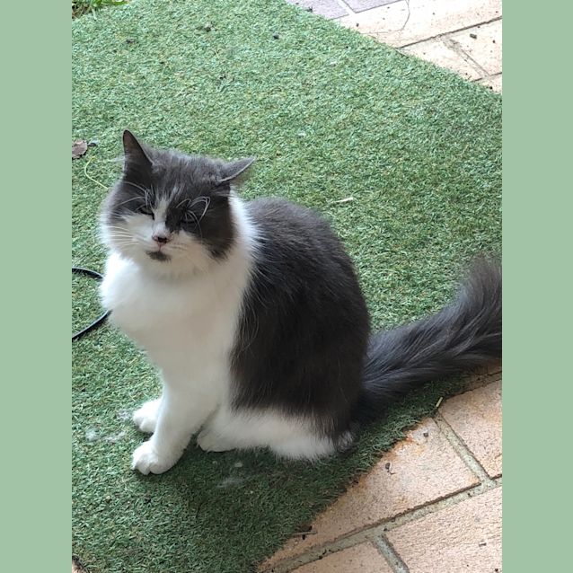 Photo of Smokey Joe